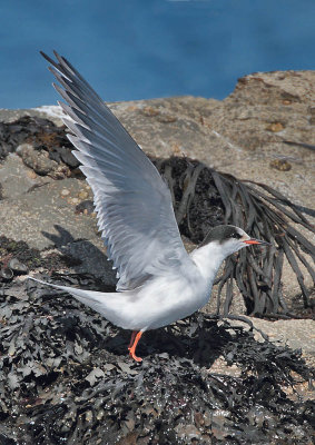 Common Tern (juvenile)