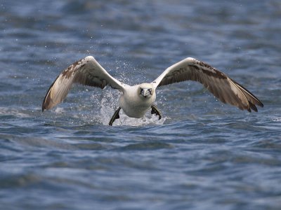 Gannet