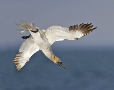 Gannet