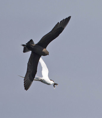 Arctic Skua (dark phase) chasing Sandwich Tern