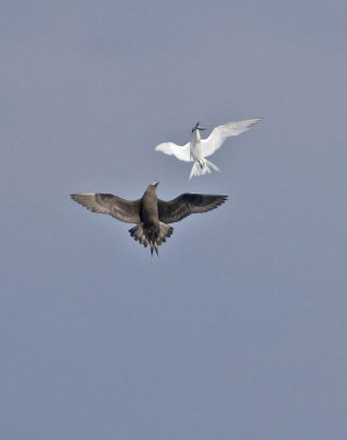 Arctic Skua (dark phase) chasing Sandwich Tern