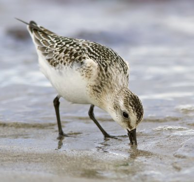 Sanderling (juvenile)
