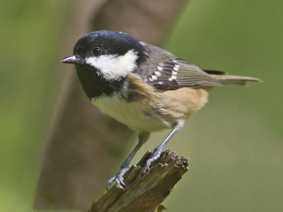 Coal Tit