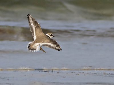 Ringed Plover