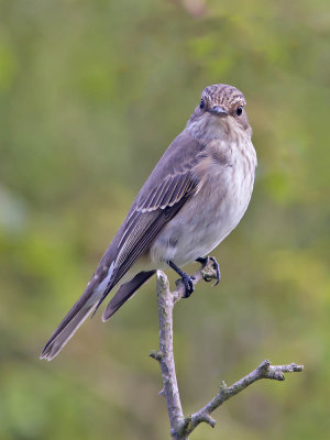 Spotted Flycatcher