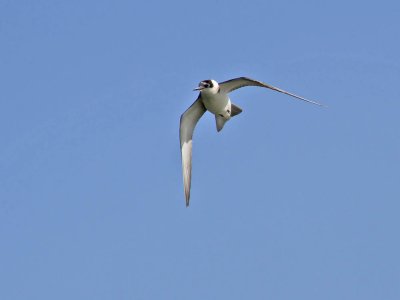 Black Tern (juvenile)