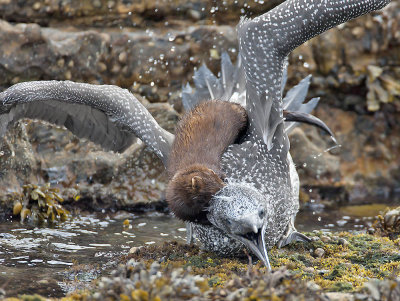 Mink attacking a juvenile Gannet