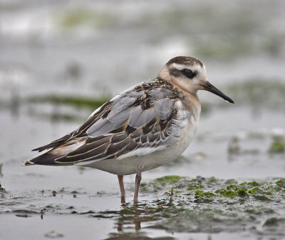 Grey Phalarope