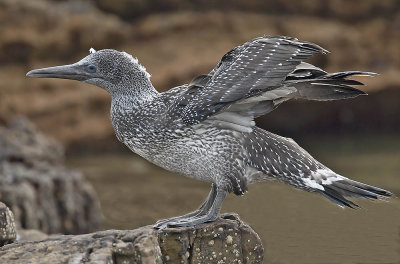 Gannet (juvenile)