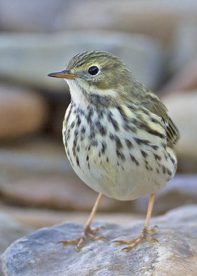 Meadow Pipit