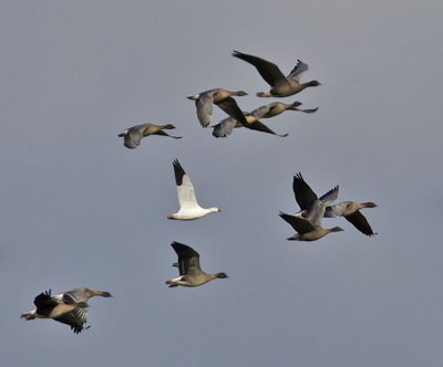 Ross's Goose