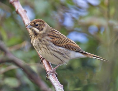 Reed Bunting (1st w male)