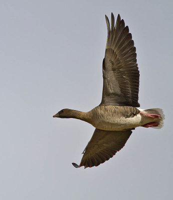 Pink-footed Goose