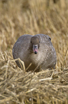 Pink-footed Goose  (1st w)