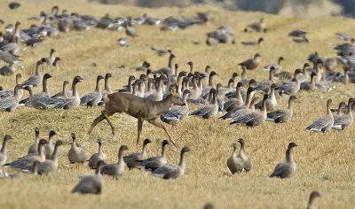 Pink-footed Geese and Roebuck