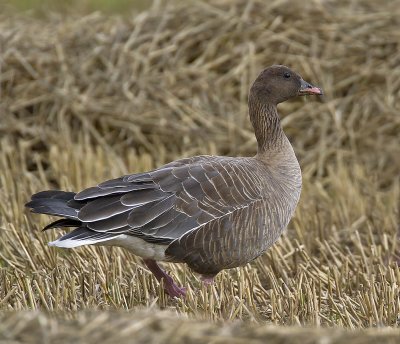 Pink-footed Goose (adult)