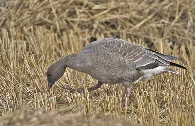 Pink-footed Goose  (1st w)
