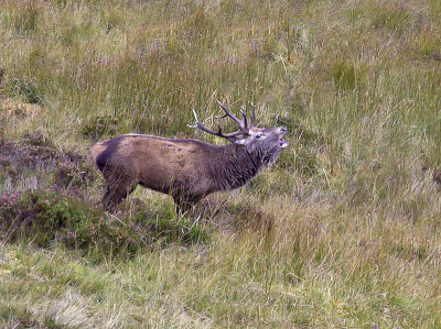 Red Deer stag