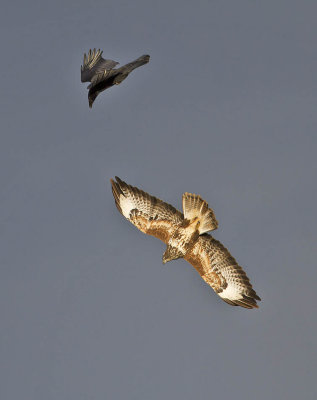 Buzzard and Carrion Crow