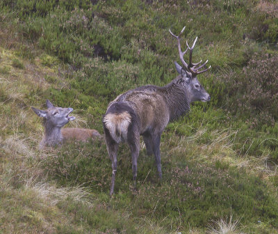 Red Deer stag and hind