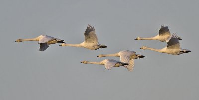 Whooper Swans