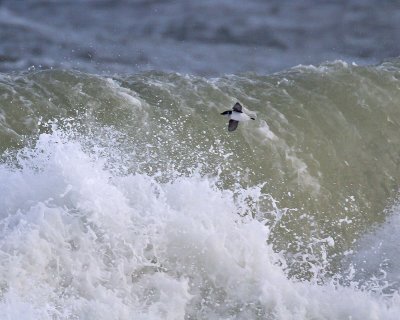 Little Auk