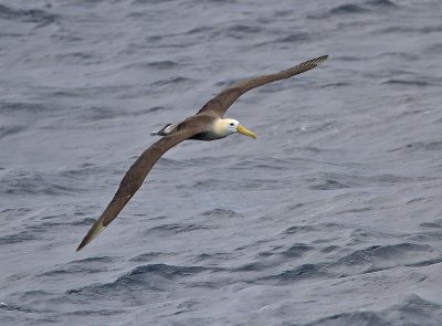 Waved Albatross