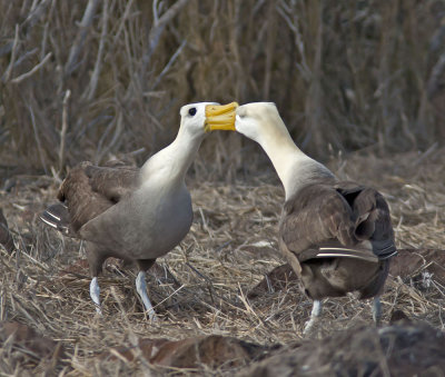 Waved Albatross