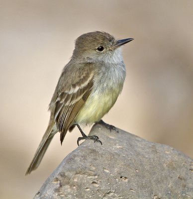 Galapagos or Large-billed Flycatcher