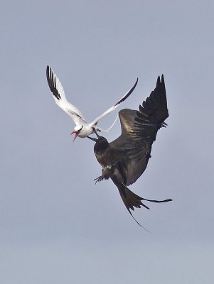 Red-billed Tropicbird and Magnificent Frigatebird