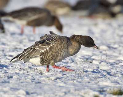 Pink-footed Goose