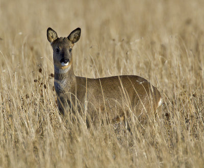 Roe Deer (yearling buck)