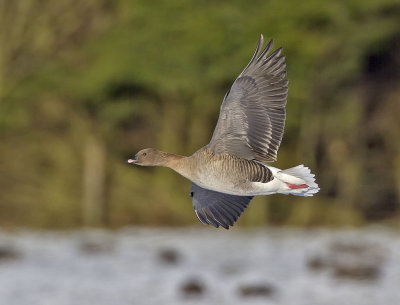 Pink-footed Goose