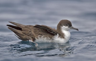 Galapagos Shearwater