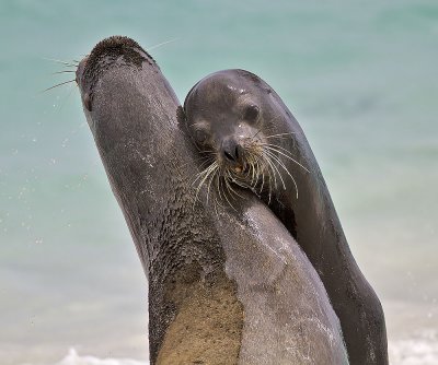 Galapagos Sea Lion