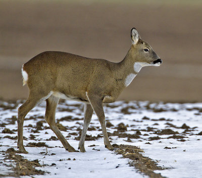 Roe Deer (doe)