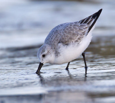 Sanderling