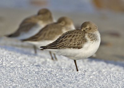 Dunlin