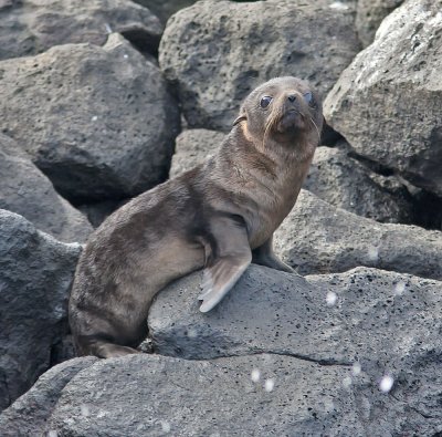 Galapagos Fur Seal pup