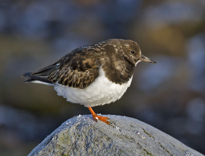 Turnstone