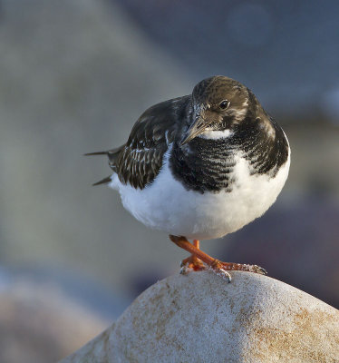 Turnstone