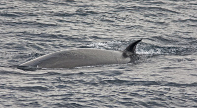 Bryde's Whale