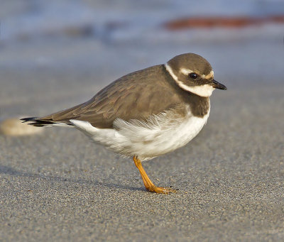 Ringed Plover