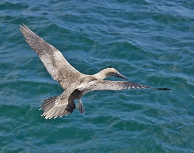Red-footed Booby (juvenile)