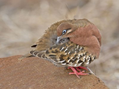 Galapagos Dove