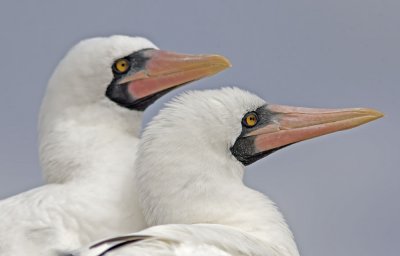 Nazca Booby