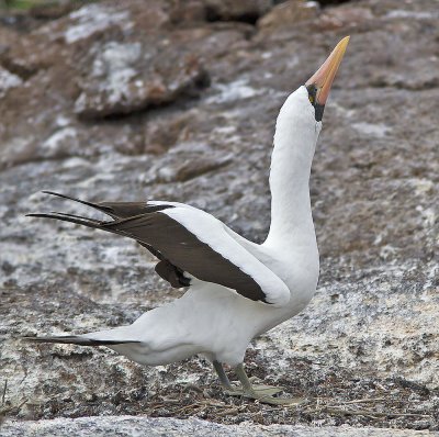 Nazca Booby