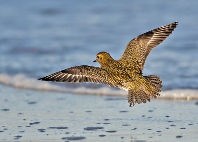 Golden Plover