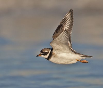 Ringed Plover