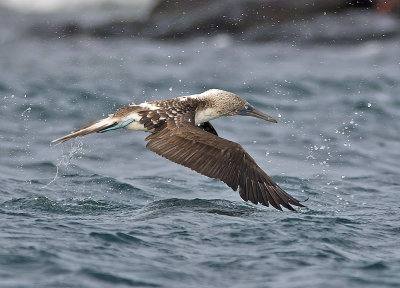 Blue-footed Booby